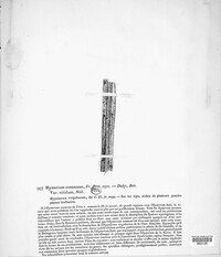 Hypoderma commune image